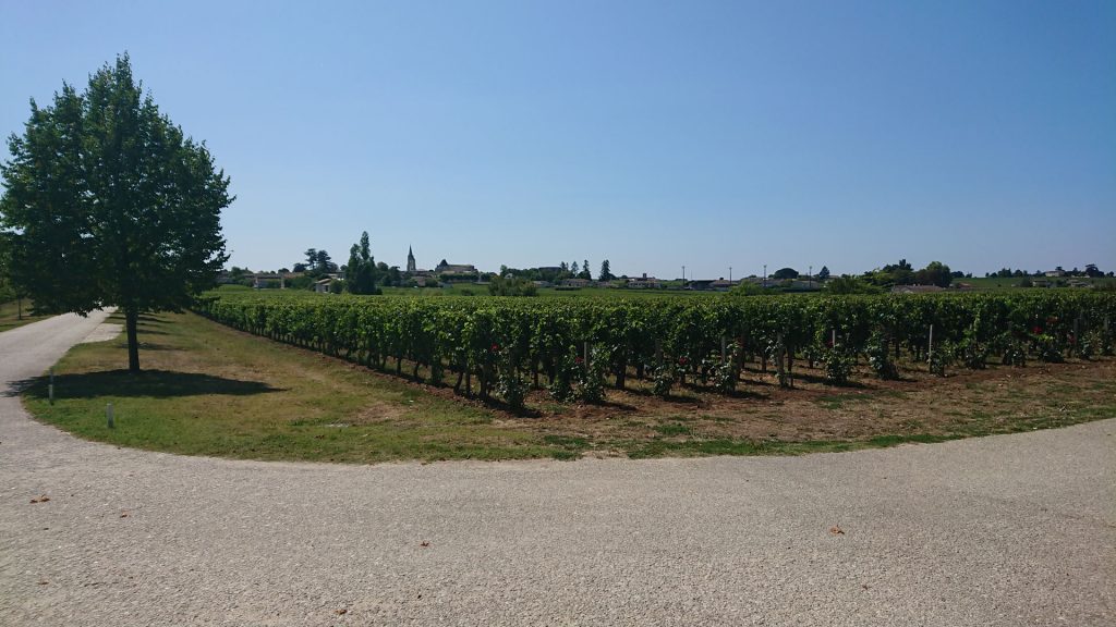 The vines of Chateau Soutard